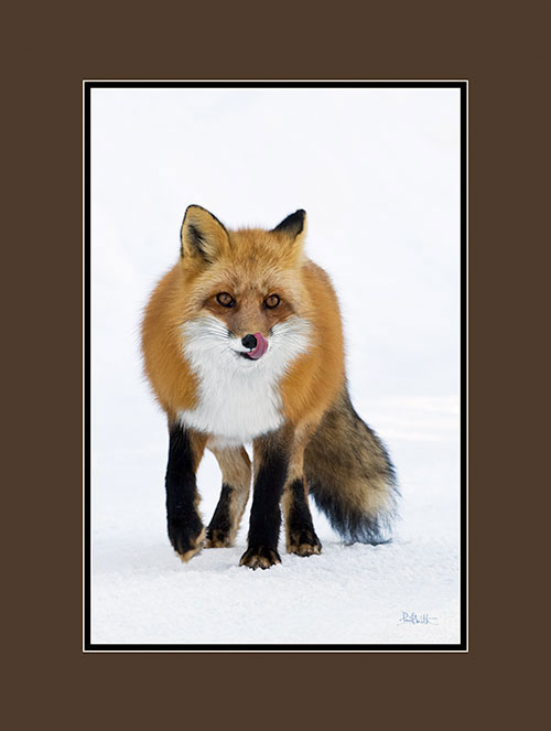 Red Fox